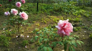 新潟の牡丹　聖代